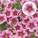 Afbeelding van Calibrachoa P12 Pink barbados